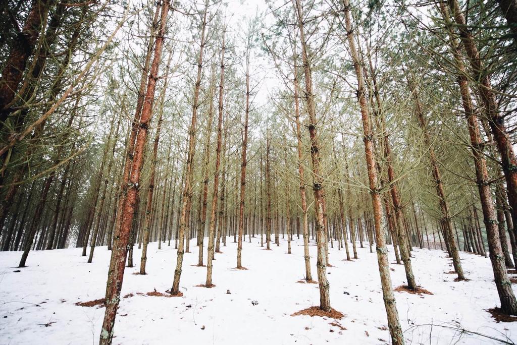 Pakaso Sodyba Kirdeikiai Buitenkant foto